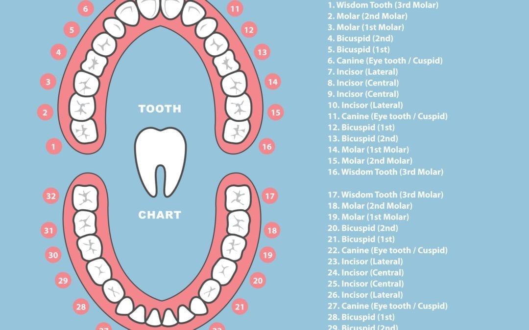 The Different Shapes and Functions of Your Teeth